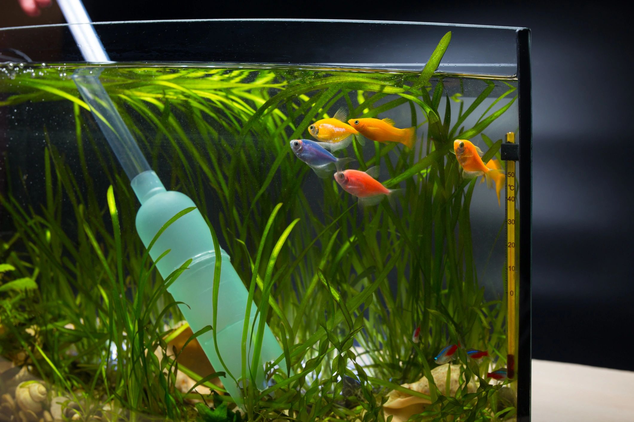 School of neon tetras in a planted aquarium